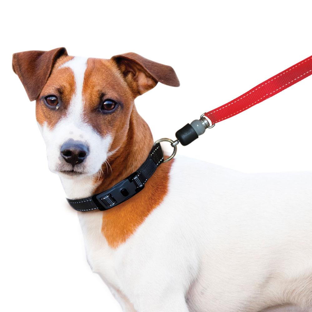sm-image-22d14ce6762362f5f0ea8326 ThunderSnap Quick-Connect Leash for Dogs