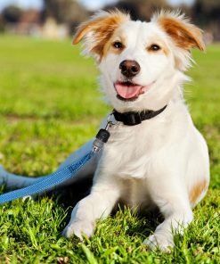 ThunderSnap Quick-Connect Leash for Dogs