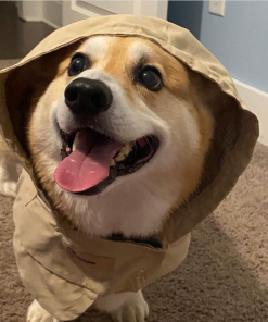 ThunderShirt and ThunderCoat Combo - Final Sale