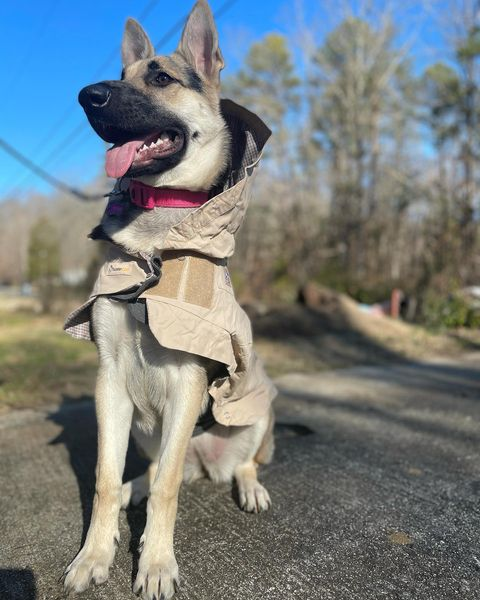 sm-image-8a8a10972b505c6aa752158a ThunderShirt and ThunderCoat Combo - Final Sale