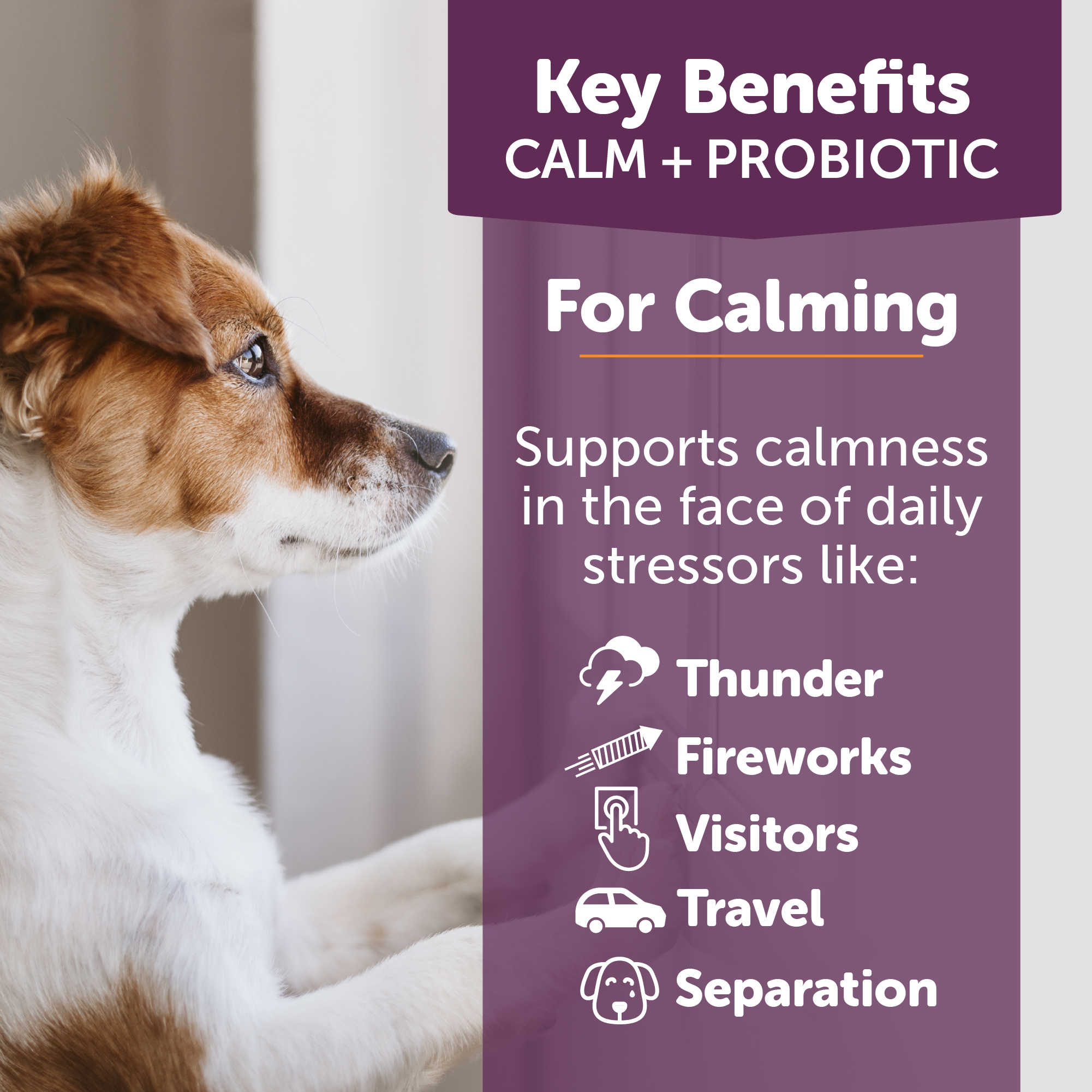 sm-image-95f9325073704d57f8abf6b4 ThunderBites® Calm + Probiotic Daily Soft Chews for Dogs
