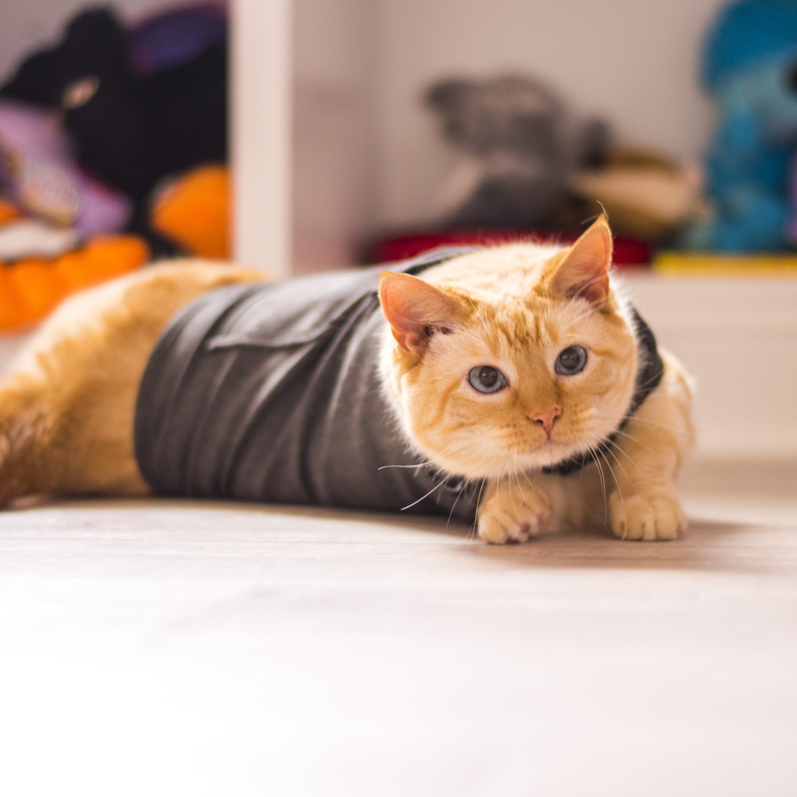 sm-image-c6b59ae55790ee3b10b2be49 ThunderShirt® for Cats