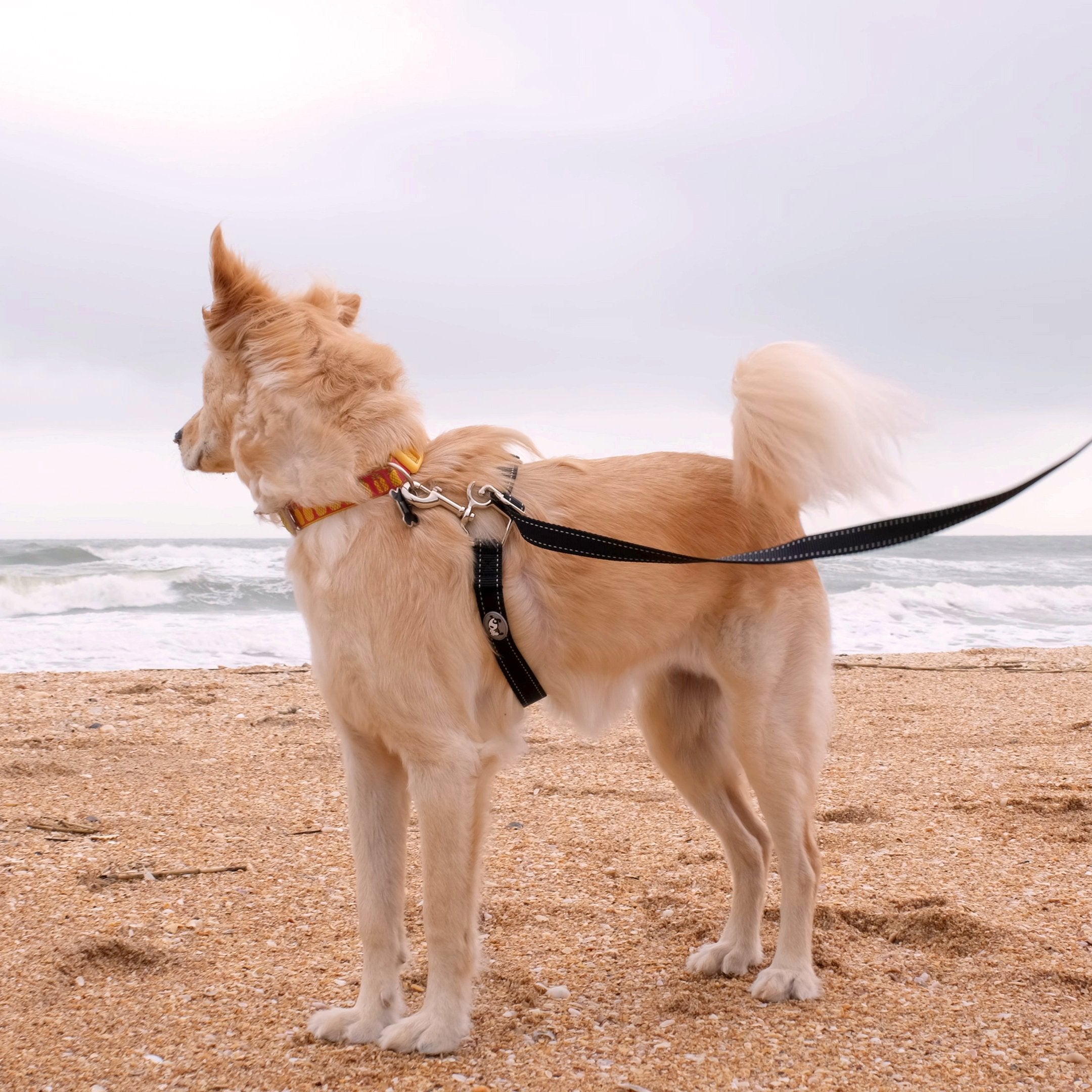 sm-image-de36601062cd47380670d71c ThunderLeash®